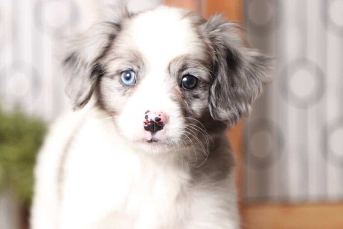 Odessa  - Stunning Little Female Cavapom Puppy - Image 2