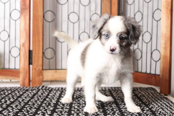 Odessa  - Stunning Little Female Cavapom Puppy - Image 3