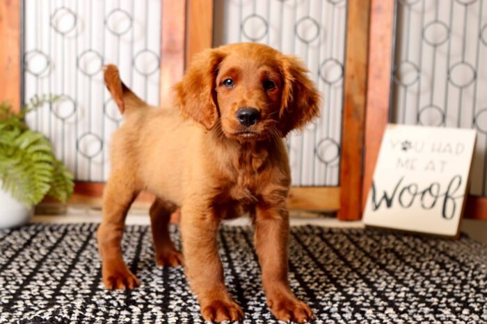 Odie - Awesome Male F1 Mini Goldendoodle