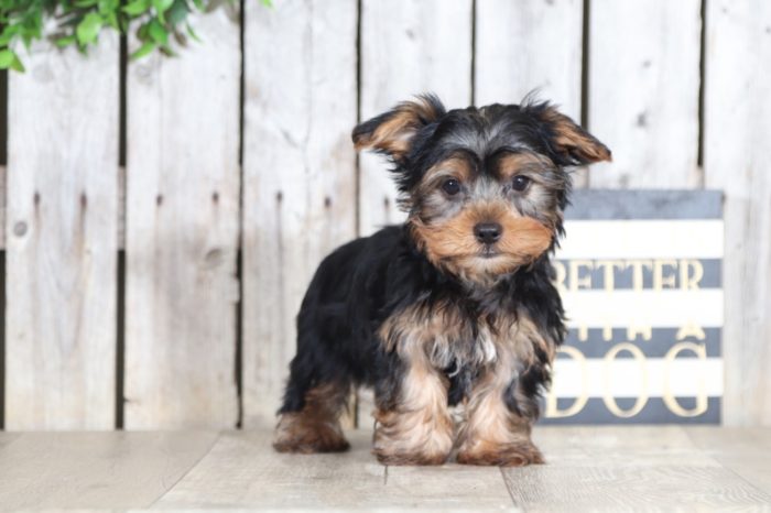 Odie - Cute Little Male TOY Yorkie