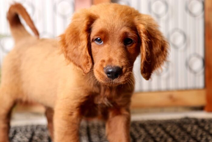 Odie - Awesome Male F1 Mini Goldendoodle - Image 2