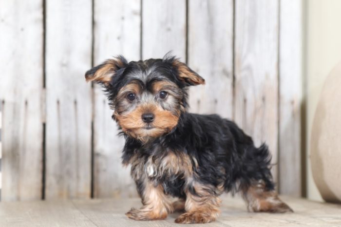 Odie - Cute Little Male TOY Yorkie - Image 4