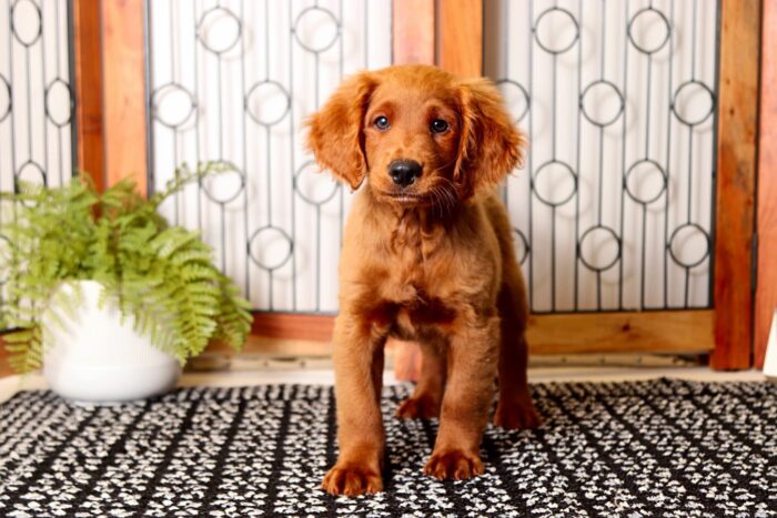 Odie - Awesome Male F1 Mini Goldendoodle - Image 3