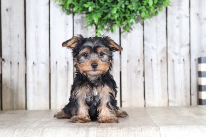 Odie - Cute Little Male TOY Yorkie - Image 3