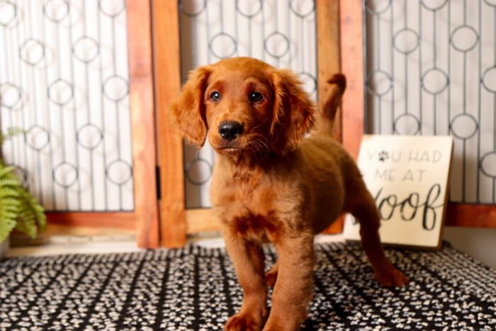 Odie - Awesome Male F1 Mini Goldendoodle - Image 4