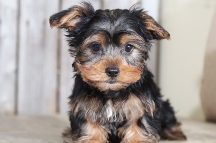 Odie - Cute Little Male TOY Yorkie - Image 2