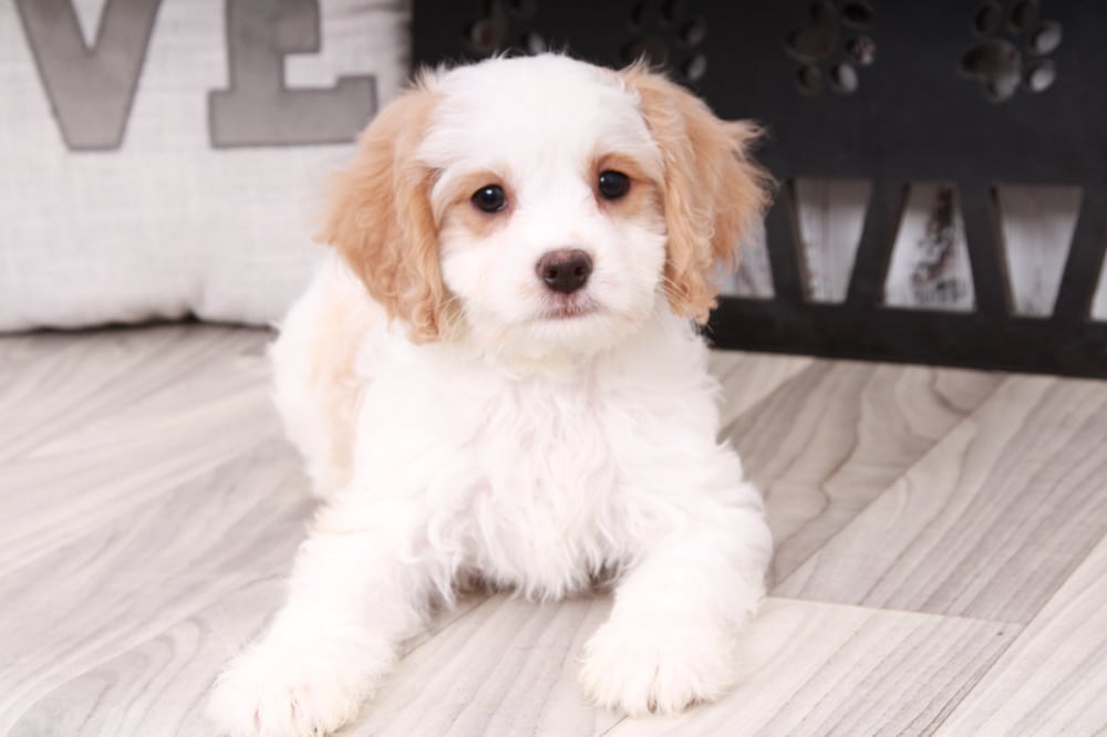Olaf- Fun Male Cavapoo Puppy