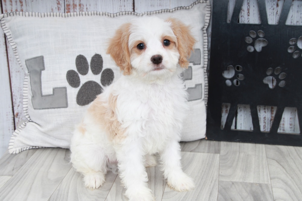 Olaf- Fun Male Cavapoo Puppy - Image 2