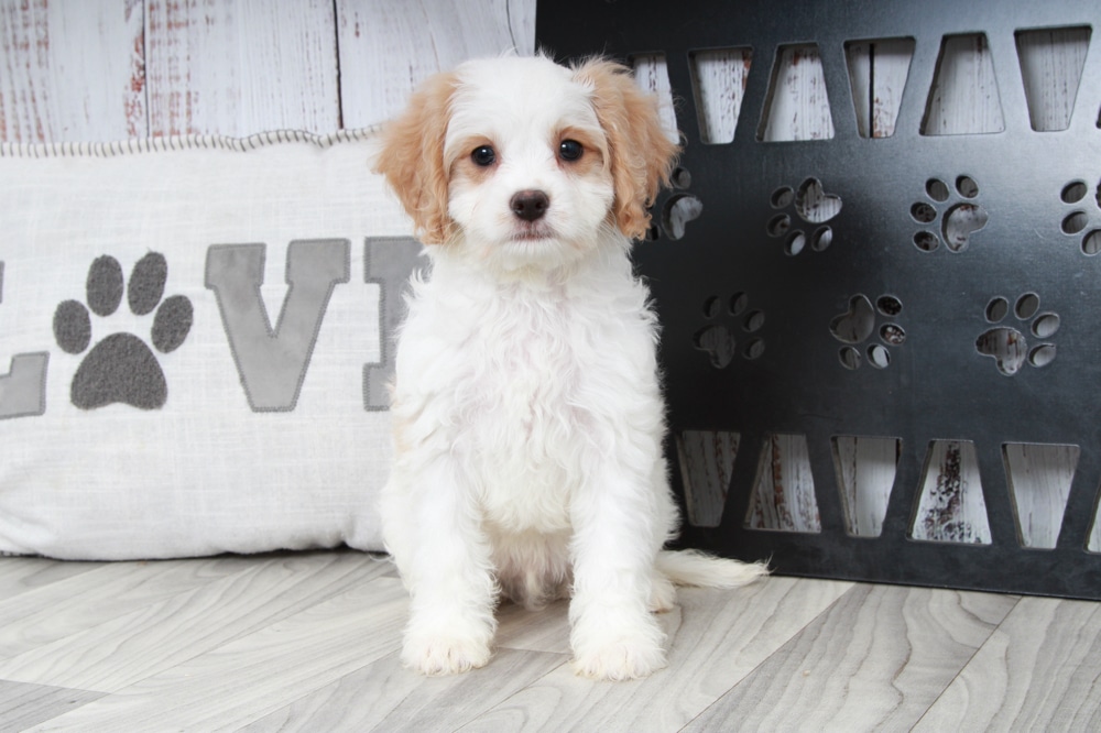 Olaf- Fun Male Cavapoo Puppy - Image 4