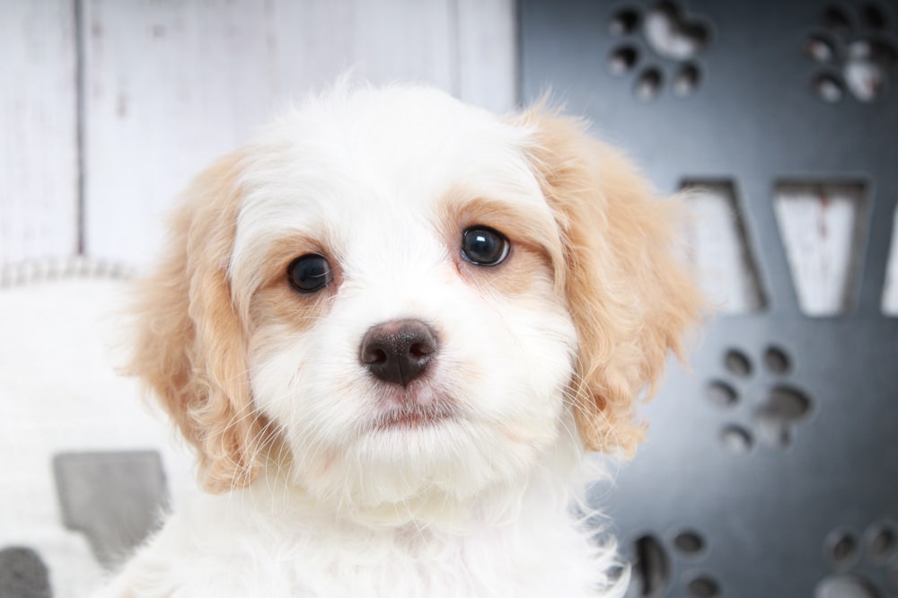 Olaf- Fun Male Cavapoo Puppy - Image 3