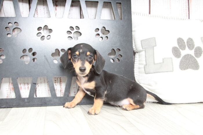 olive1-1-1.jpg