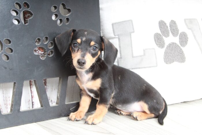 olive2-1-1.jpg