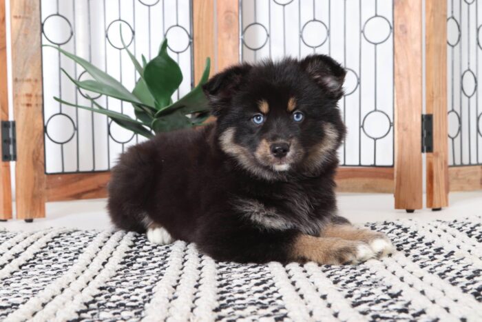 olive3-1-1.jpg