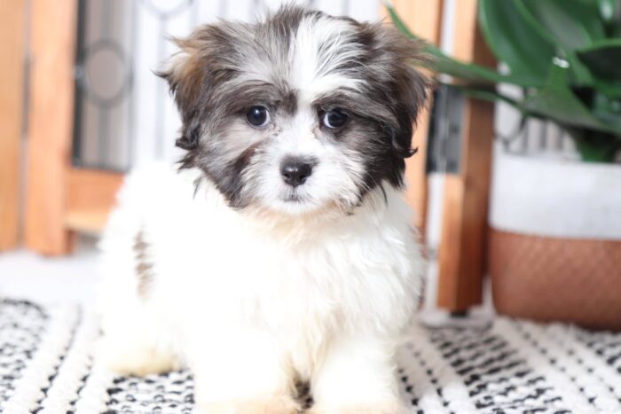 Olivia - Precious Little Female Mal-Shi Puppy
