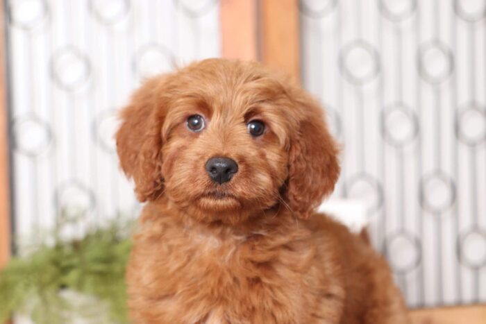 Olivia - Beautiful Mini F1B Female Goldendoodle - Image 2
