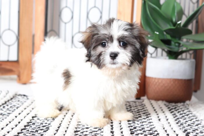 Olivia - Precious Little Female Mal-Shi Puppy - Image 2