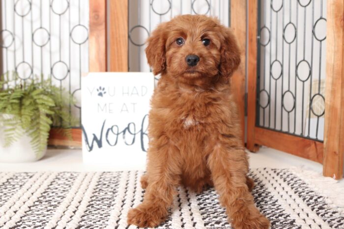Olivia - Beautiful Mini F1B Female Goldendoodle - Image 3