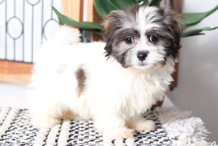 Olivia - Precious Little Female Mal-Shi Puppy - Image 3
