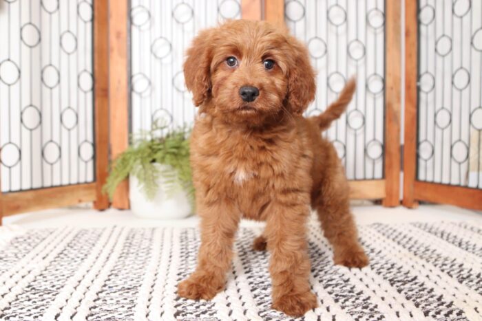 Olivia - Beautiful Mini F1B Female Goldendoodle - Image 4