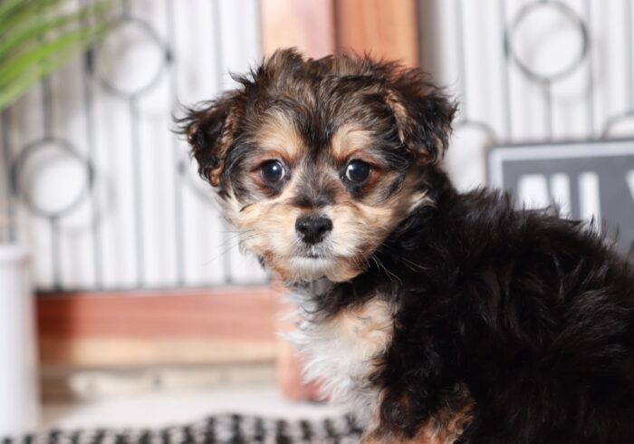 Ollie - Dapper Little Tan/Black Male Morkie Puppy - Image 2