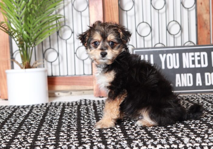 Ollie - Dapper Little Tan/Black Male Morkie Puppy - Image 3