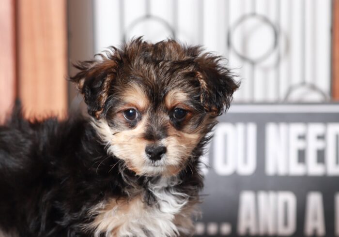Ollie - Dapper Little Tan/Black Male Morkie Puppy - Image 4