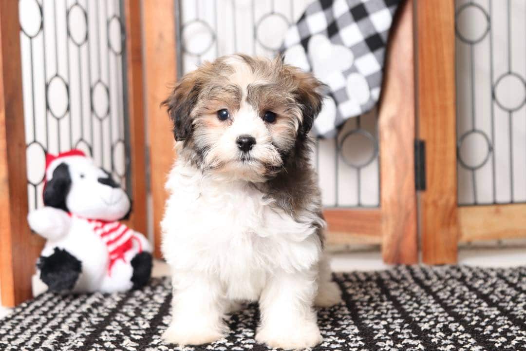 Adoption Havanese Puppies Craigslist Olly- Lovable Little Male ACA