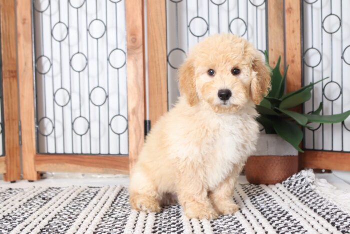 Olly  - Playful Male F1B Mini Goldendoodle Puppy
