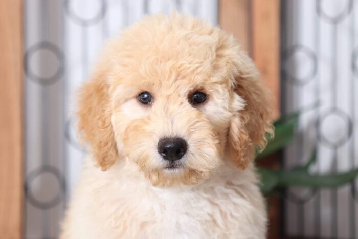 Olly  - Playful Male F1B Mini Goldendoodle Puppy - Image 2