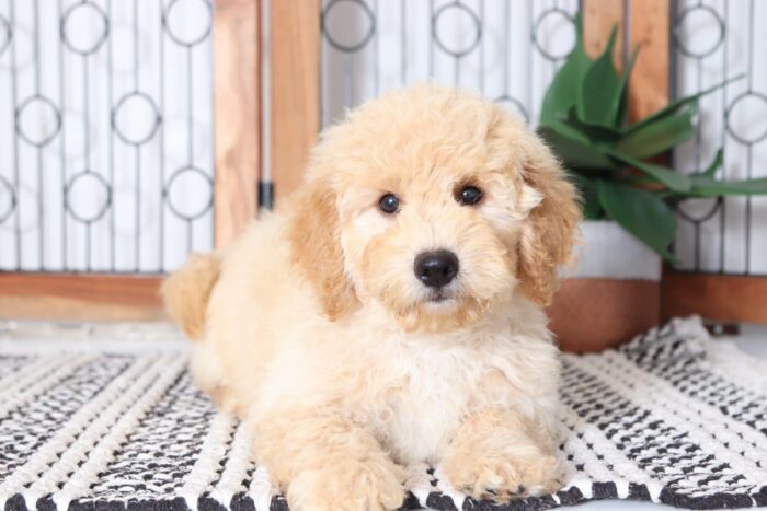 Olly  - Playful Male F1B Mini Goldendoodle Puppy - Image 4