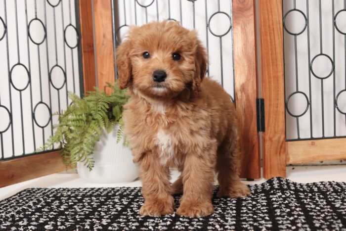 Opal- Beautiful Female F1B Mini Goldendoodle