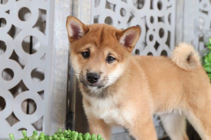 Opie - Handsome Shiba Inu