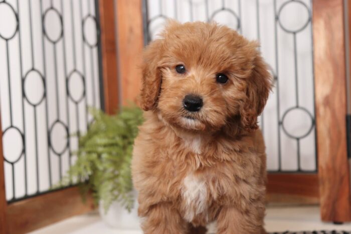 Opal- Beautiful Female F1B Mini Goldendoodle - Image 2