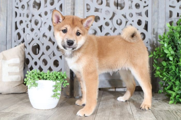 Opie - Handsome Shiba Inu - Image 2