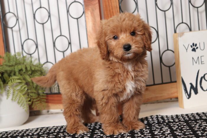 Opal- Beautiful Female F1B Mini Goldendoodle - Image 3