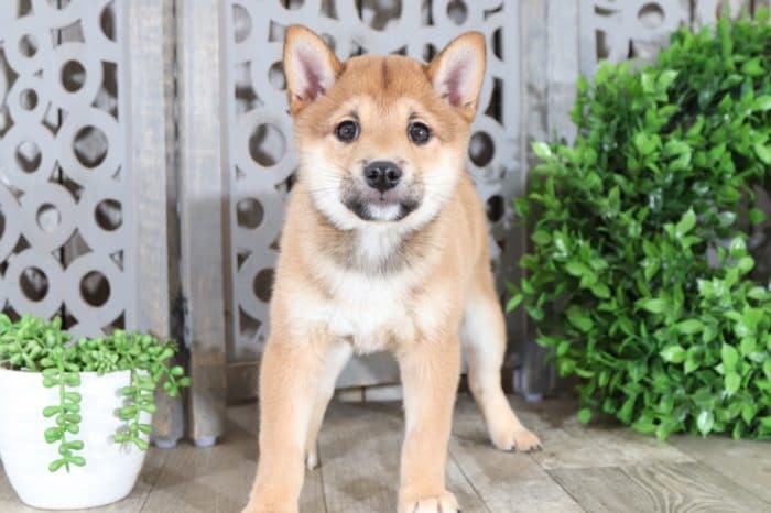 Opie - Handsome Shiba Inu - Image 3