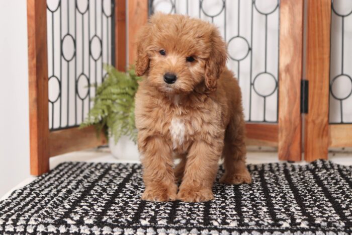 Opal- Beautiful Female F1B Mini Goldendoodle - Image 4