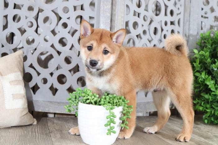 Opie - Handsome Shiba Inu - Image 4