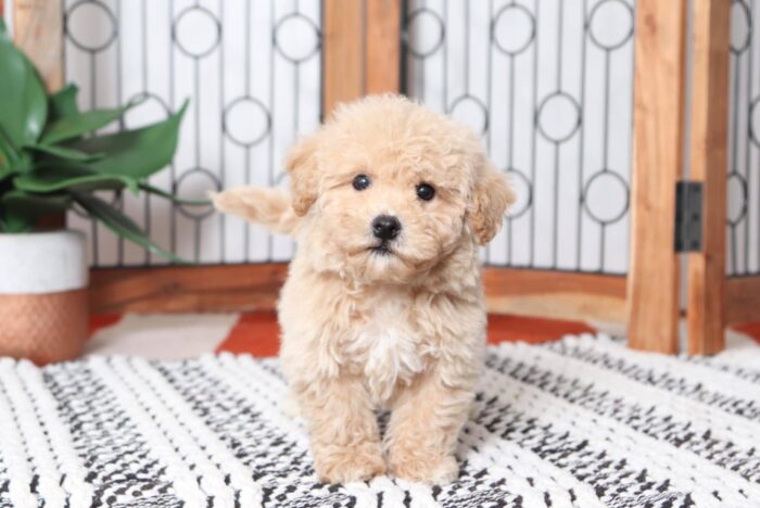 Orbit - Loving Red Male Poochon Puppy