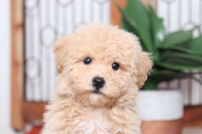 Orbit - Loving Red Male Poochon Puppy - Image 2