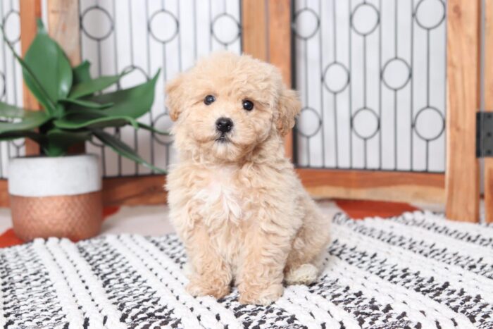 Orbit - Loving Red Male Poochon Puppy - Image 3