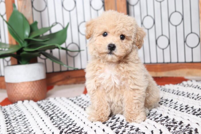 Orbit - Loving Red Male Poochon Puppy - Image 4