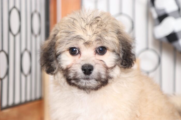 Orchid- Lovely Little Cream/Brown Female Teddy Bear Puppy - Image 2