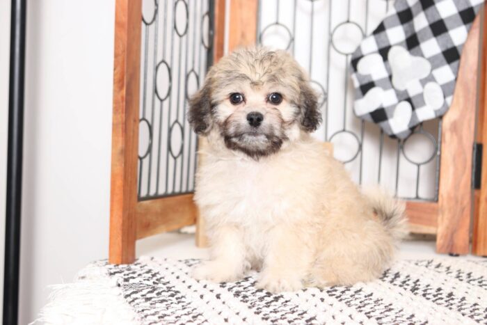Orchid- Lovely Little Cream/Brown Female Teddy Bear Puppy - Image 3
