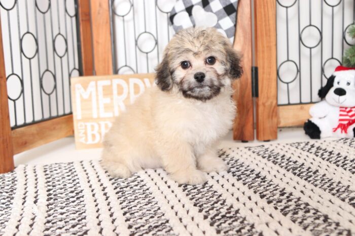 Orchid- Lovely Little Cream/Brown Female Teddy Bear Puppy - Image 4