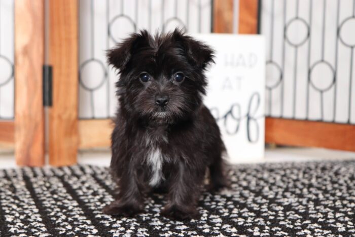 Oreo - Adorable Little Male Morkie