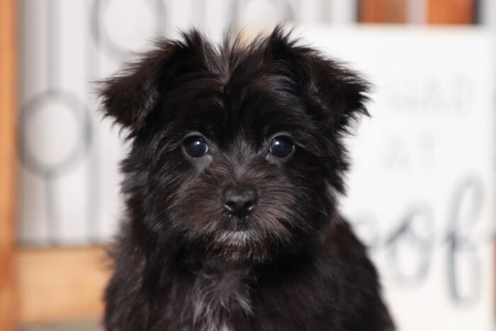 Oreo - Adorable Little Male Morkie - Image 2