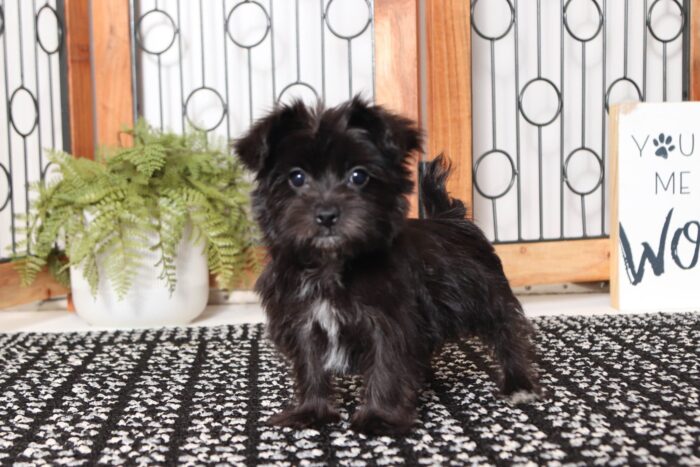 Oreo - Adorable Little Male Morkie - Image 3