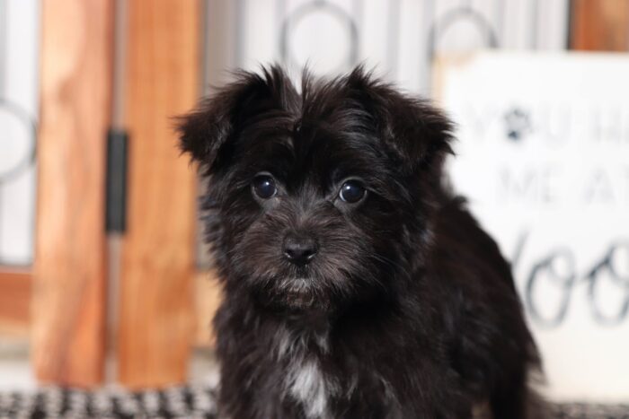Oreo - Adorable Little Male Morkie - Image 4