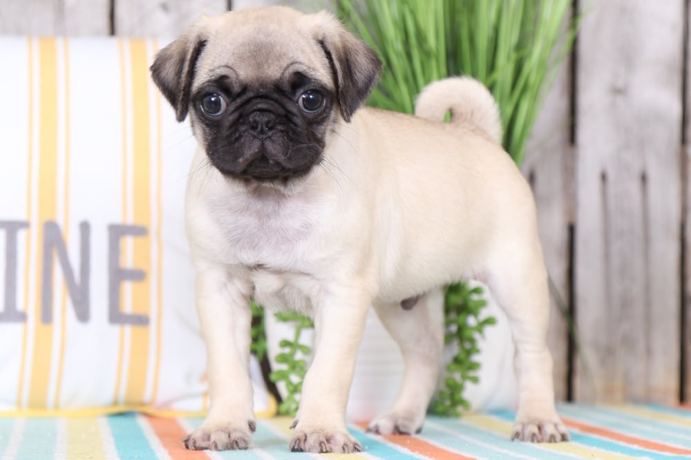 Otis - Playful, AKC, Pug
